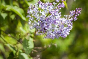 hermosas ramas de flores lilas sobre un fondo verde, fondo de manantial natural, enfoque selectivo suave. foto