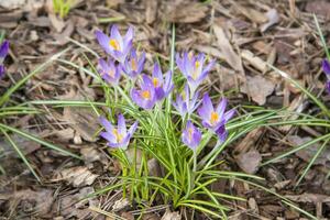 Primroses crocuses in spring in a clearing in the forest. Spring is reborn in the forest. Dry leaves give way to the first flowers, photo