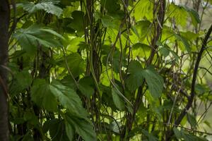 The plants are beautifully entwined with shrubs by the river.  Spring, sun, juicy greenery. photo