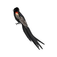 Long tailed Widowbird vector