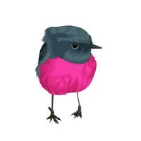 Pink Robin bird vector