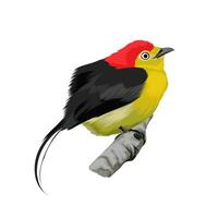 Wire tailed Manakin vector