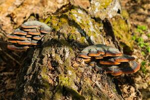 Bracket fungus growing from the stump of a dead beech tree. Natural background photo
