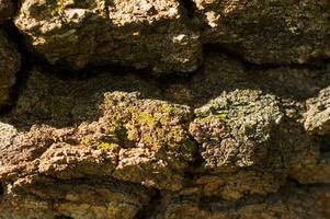 Abstract natural background of tree bark. Rough backdrop. photo