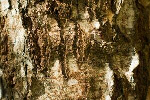 Abstract natural background of tree bark. Rough backdrop. photo