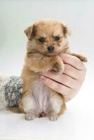 Chihuahua puppy on white background photo