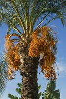 vista de palmera datilera foto