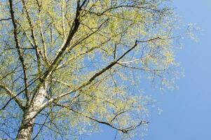bottom view of spring burch tree on blue sky background, Natural backdrop photo