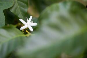 flor blanca en el cafeto de cerca foto