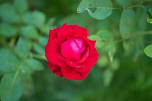 Beautiful red roses flower in the garden photo