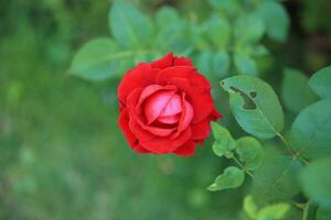 Beautiful red roses flower in the garden photo