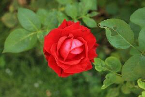 Beautiful red roses flower in the garden photo