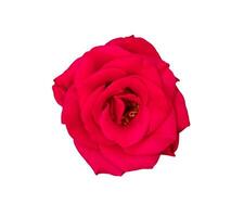 Beautiful colorful red roses flower isolated on white background photo