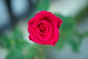 Beautiful red roses flower in the garden photo