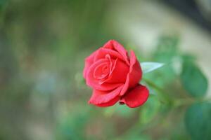 Beautiful red roses flower in the garden photo