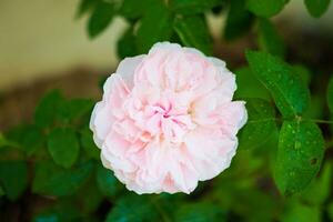 Beautiful colorful pink roses flower in the garden photo