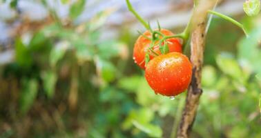 Planta de tomates maduros rojos frescos colgando del crecimiento de la vid en el jardín orgánico listo para cosechar foto