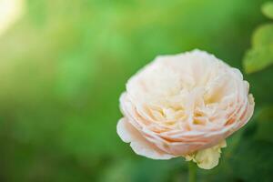 hermosa flor de rosas en el jardín foto