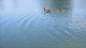 gansos nadando no lago video