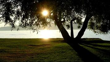 Blick auf den Sonnenuntergang von einem Baum am See video