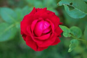 hermosa flor de rosas rojas en el jardín foto