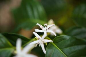 White flower in coffee tree close up photo