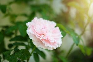 Beautiful colorful pink roses flower in the garden photo