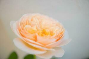 hermosa flor de rosas en el jardín foto