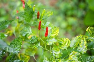 Thai pepper chilli padi in the garden close up photo