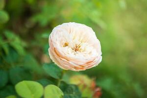 Beautiful roses flower in the garden photo