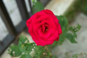 Beautiful red roses flower in the garden photo