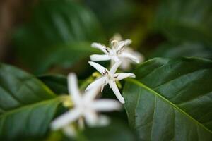 White flower in coffee tree close up photo