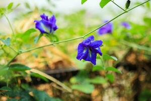 close up blue butterfly pea flower in the garden photo