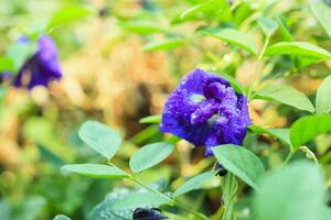 close up blue butterfly pea flower in the garden photo