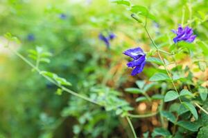 cerrar la flor de guisante de mariposa azul en el jardín foto
