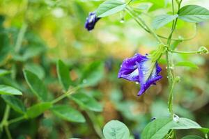 cerrar la flor de guisante de mariposa azul en el jardín foto