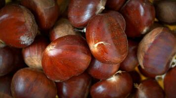 castagne autunnale cibo video