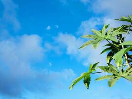 green ricinus leaves on a left side of an image against a blue sky with small clouds photographed from below photo