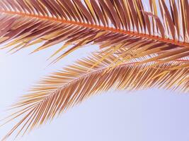 Palm leafs with clear blue sky on a background photo