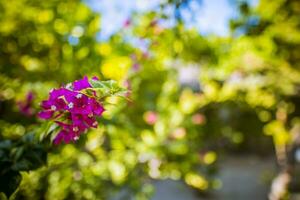 hermosas flores de jardín tropical, con paisaje de follaje de palmeras borrosas. jardín floral exótico de la isla de la temporada floreciente. trópicos primer plano naturaleza, flores de buganvillas moradas en verde exuberante foto