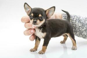 Chihuahua puppy on white background photo