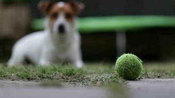 jack russell terrier tirado en el suelo cubierto de hierba y mirando la pelota video