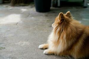 el pomeranian marrón se sienta y espera al dueño en el piso frente a la casa. foto