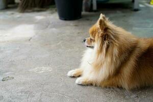 el pomeranian marrón se sienta y espera al dueño en el piso frente a la casa. foto