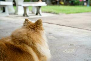 brown pomeranian  Sit and wait for the owner on the floor in front of the house. photo