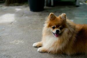 el pomeranian marrón se sienta y espera al dueño en el piso frente a la casa. foto