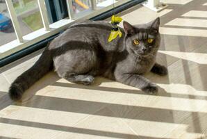 British gray cat plays with a paper bow on a string. photo