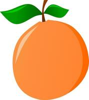 Orange fruit isolated vector illustration. Orange vector for logo, icon, symbol, business, design or decoration