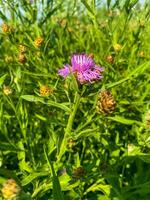 Burdock flower in green grass in summer. photo