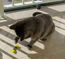 gato gris británico juega con un lazo de papel en una cuerda. foto
